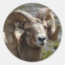 Search for bighorn stickers Montana
