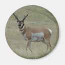 Search for bucks magnets Antelope