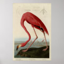 Search for american flamingo posters Illustration