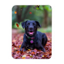 Search for labradors magnets Cute