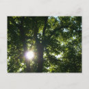 Search for shining sun postcards Trees