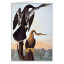 Search for anhinga America