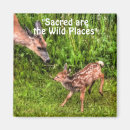 Search for mule photography Wildlife