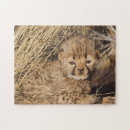 Search for baby cheetah puzzles Acinonyx jubatus