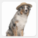 Search for domestic animals stickers Belgium
