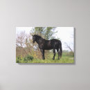 Search for thoroughbred canvas prints Standing