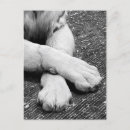 Search for white leopard postcards Animal
