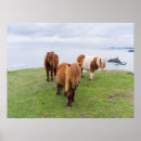 Search for shetland posters Pony