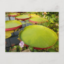 Search for lily pad postcards Tropical