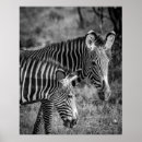 Search for zebra photo posters Zebras