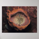 Search for sponge posters Sea life