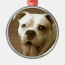 Search for bully christmas tree decorations Dogs
