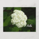 Search for hydrangea postcards Leaves