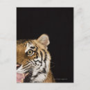 Search for tiger roaring postcards Nature