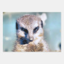 Search for meerkat wrapping paper Wildlife
