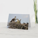 Search for osprey bird cards Birds