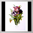 Search for pierre joseph redoute posters Vintage