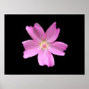 Search for mallow posters Plant