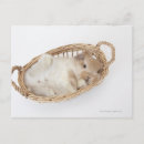 Search for lop postcards Horizontal