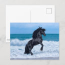Search for friesians postcards Rearing
