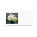 Search for daffodils return address labels Blooms