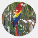 Search for red parrot stickers Blue
