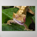 Search for cute gecko posters Nature