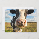 Search for cows cards Holstein