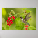 Search for salvia posters Green