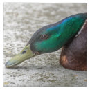Search for duck tiles Animals