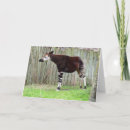 Search for okapi Mammal