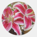 Search for botany star stickers Decorative