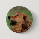 Search for dachshund long haired badges Canine photographer