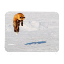 Search for leaping magnets Wildlife