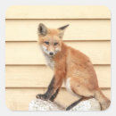 Search for red fox stickers Wild