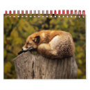 Search for fox photography Foxes