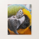 Search for parrot puzzles Beautiful