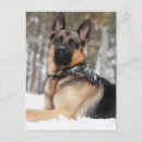 Search for guard dog postcards Animal