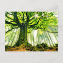 Search for beech cards Woodland