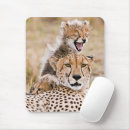 Search for animal mouse mats forest