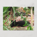 Search for lying postcards Garden