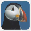 Search for arctica Fratercula arctica