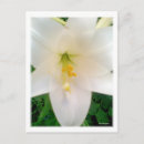 Search for white lilly postcards Floral