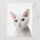 Search for odd photography Cat lovers
