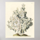 Search for coral reef posters Ocean