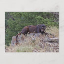 Search for black leopard postcards Animals