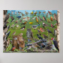 Search for hawk paintings posters Birds