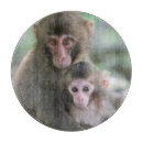 Search for monkey chops Animal