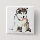 Search for malamute badges Puppy