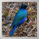 Search for decoupage posters Blue